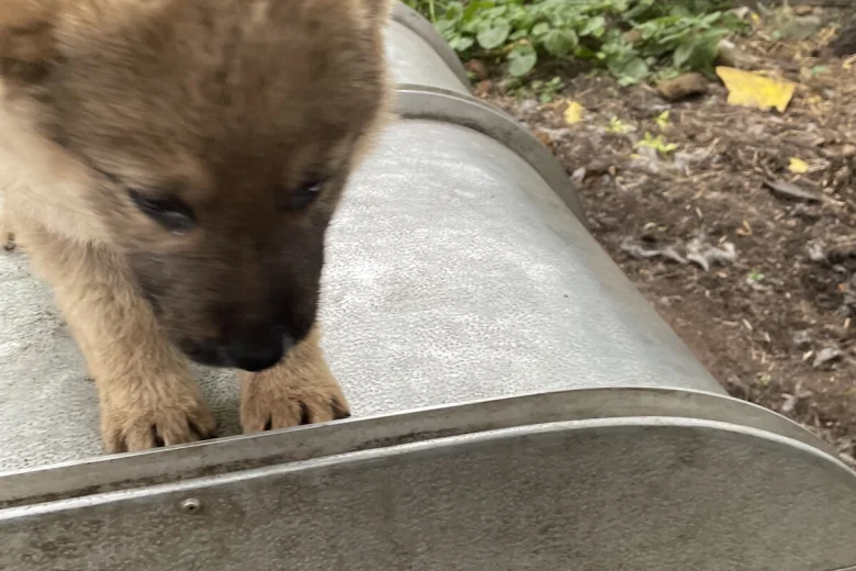 German Shepherd (Alsatian)