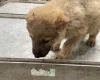 German Shepherd (Alsatian)
