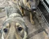 German Shepherd (Alsatian)