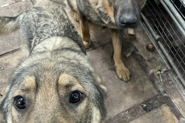 German Shepherd (Alsatian)