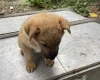 German Shepherd (Alsatian)