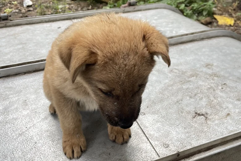 German Shepherd (Alsatian)