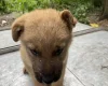 German Shepherd (Alsatian)