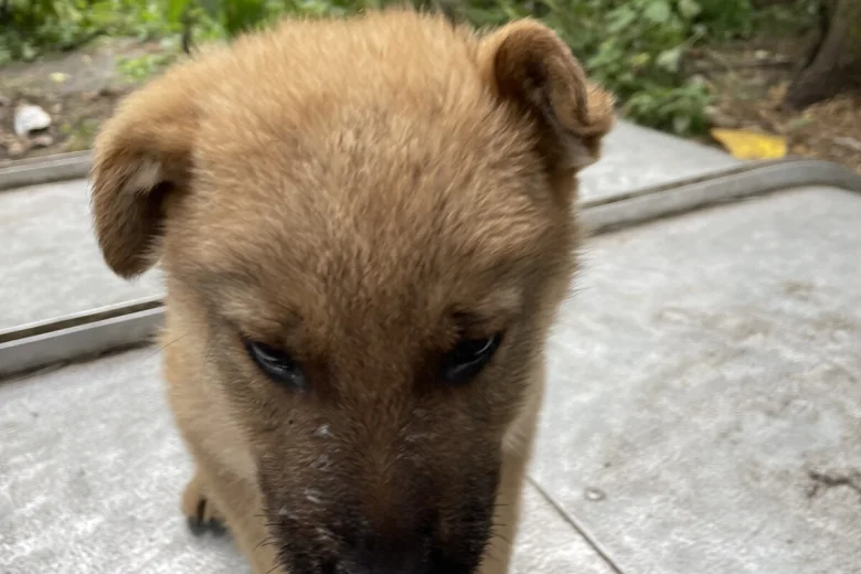 German Shepherd (Alsatian)