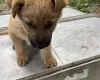German Shepherd (Alsatian)