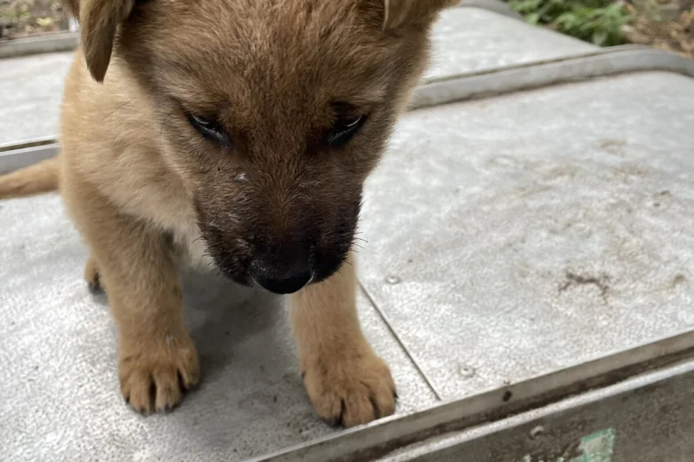 German Shepherd (Alsatian)