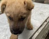 German Shepherd (Alsatian)