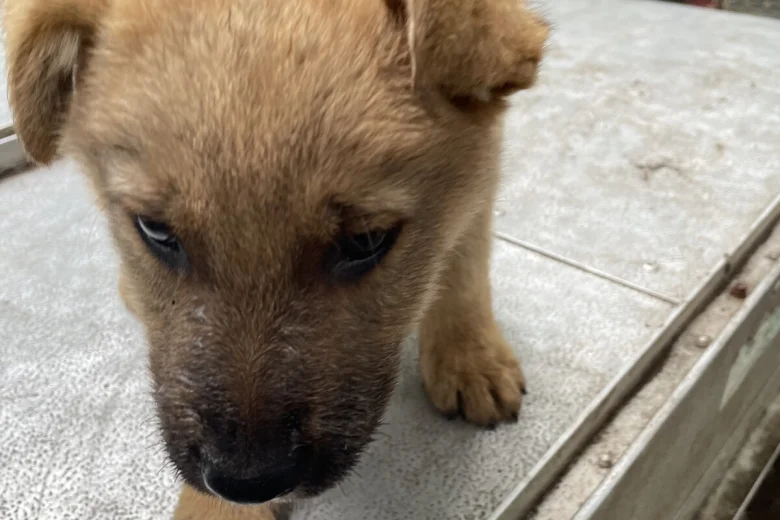 German Shepherd (Alsatian)