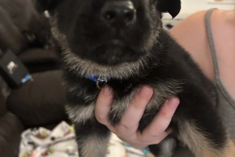 German Shepherd (Alsatian)