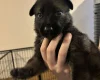 German Shepherd (Alsatian)