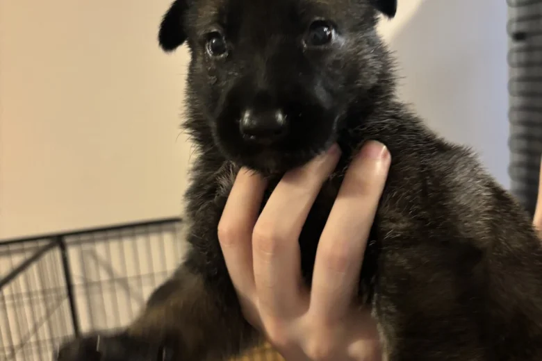 German Shepherd (Alsatian)
