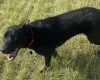 German Shepherd (Alsatian)