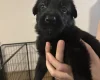 German Shepherd (Alsatian)