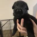German Shepherd (Alsatian)