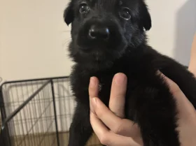 German Shepherd (Alsatian)