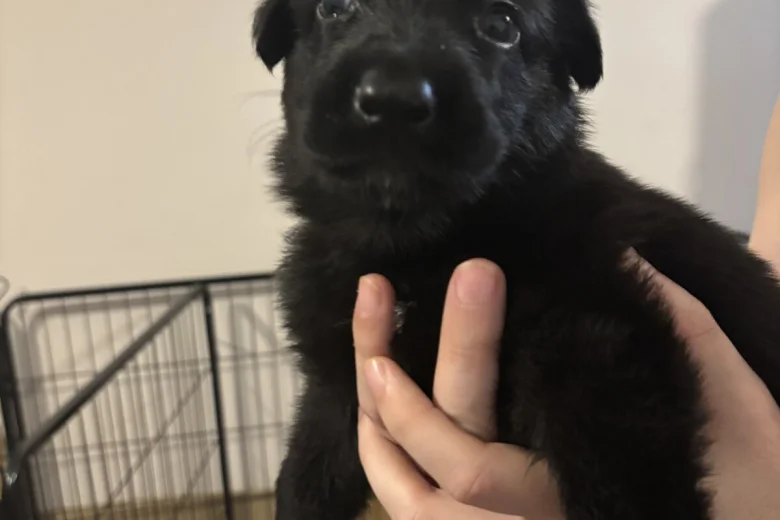 German Shepherd (Alsatian)
