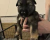 German Shepherd (Alsatian)