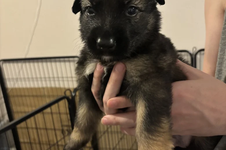 German Shepherd (Alsatian)