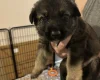 German Shepherd (Alsatian)