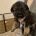 German Shepherd (Alsatian)