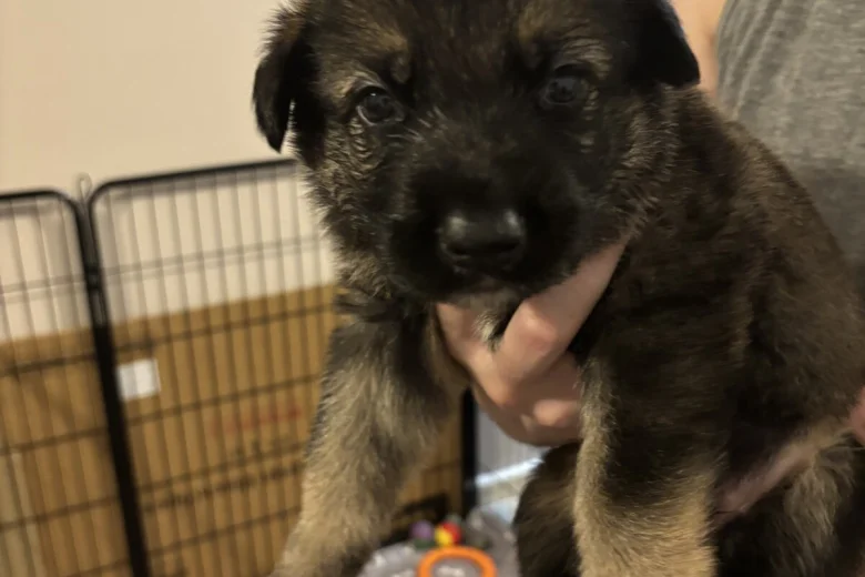 German Shepherd (Alsatian)