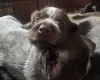 German Wirehaired Pointer