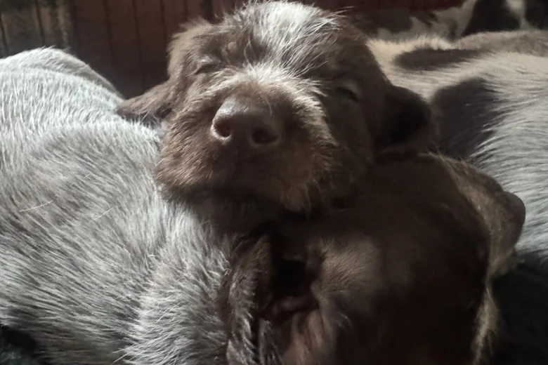 German Wirehaired Pointer