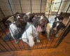 German Wirehaired Pointer