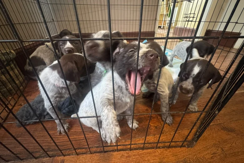 German Wirehaired Pointer