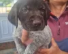 German Wirehaired Pointer