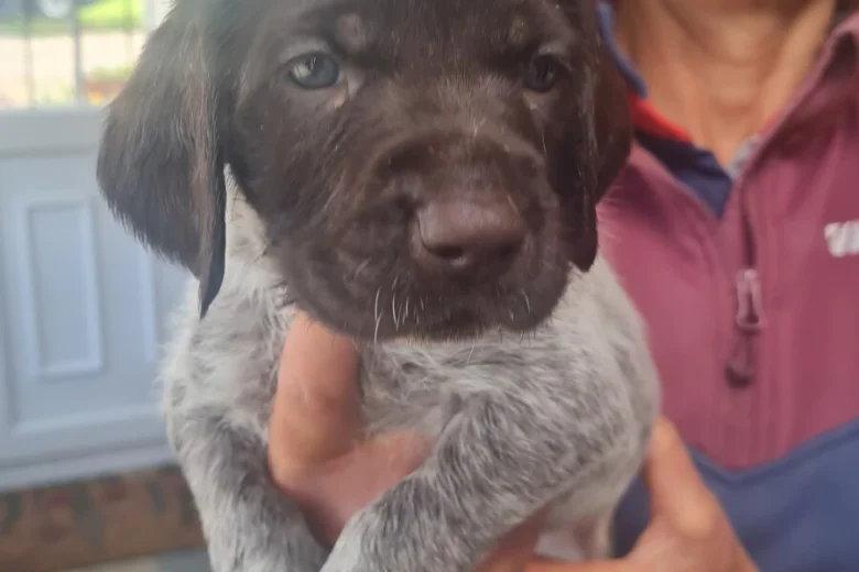 German Wirehaired Pointer