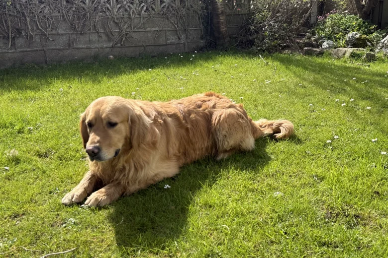 Golden Retriever