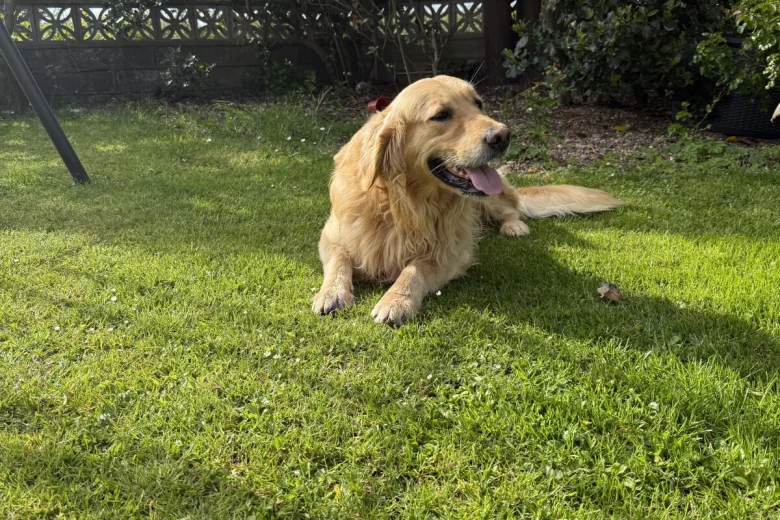 Golden Retriever