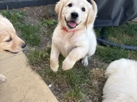 Golden Retriever