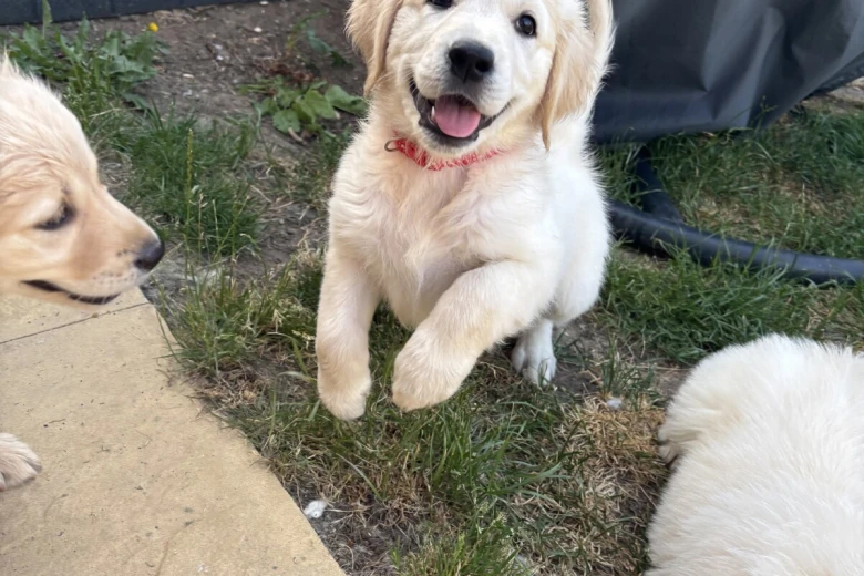 Golden Retriever