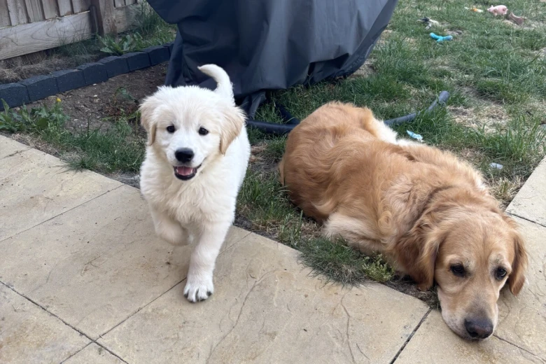 Golden Retriever