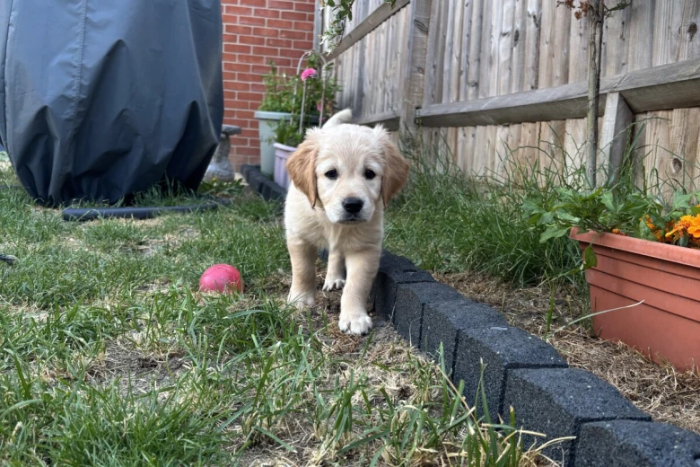 Golden Retriever