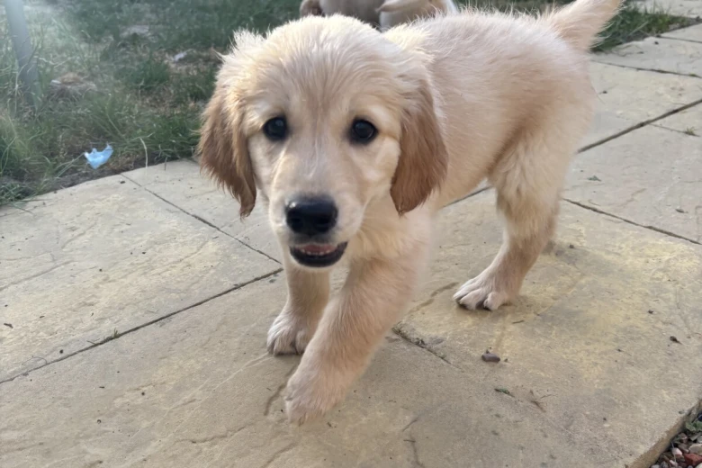 Golden Retriever