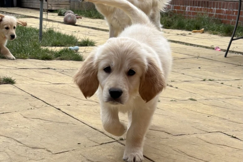 Golden Retriever