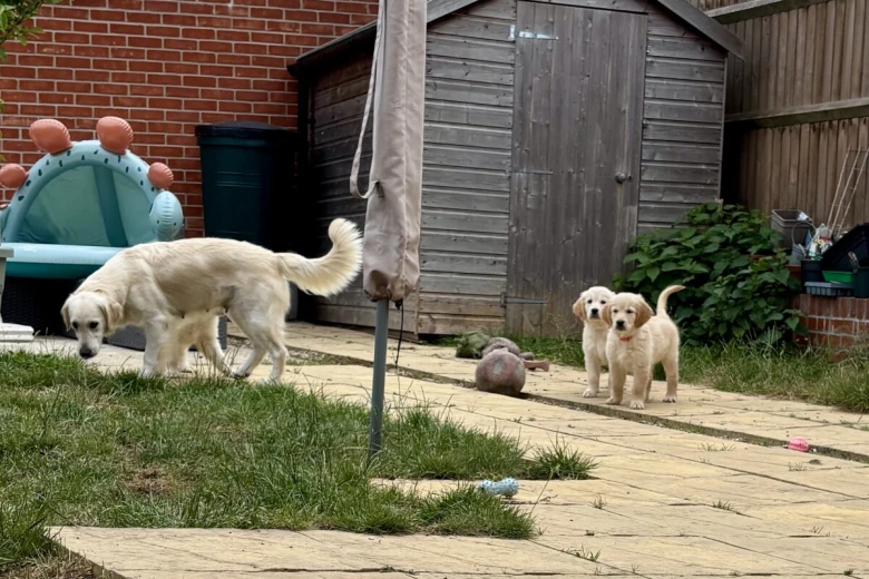 Golden Retriever