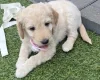 Goldendoodle