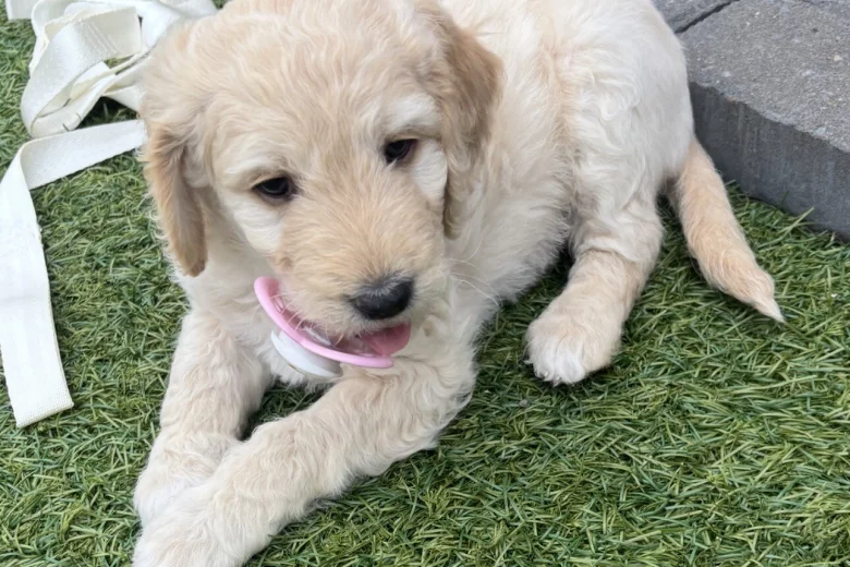 Goldendoodle
