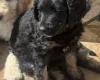Goldendoodle