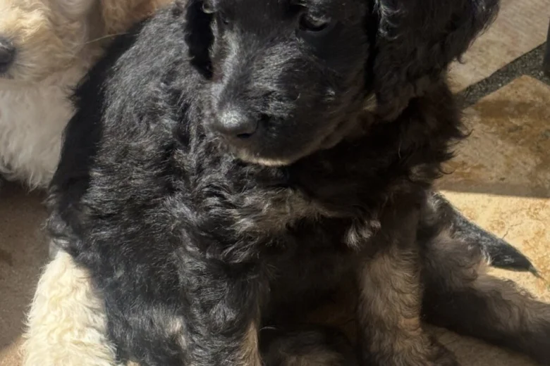 Goldendoodle