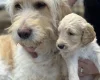 Goldendoodle