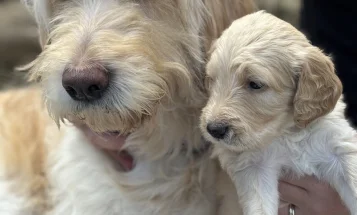Goldendoodle