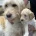 Goldendoodle