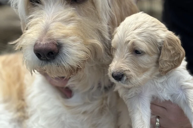 Goldendoodle