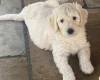 Goldendoodle