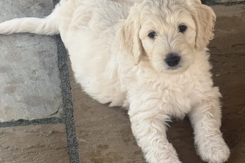 Goldendoodle